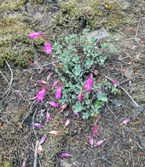 Penstemon rupicola
