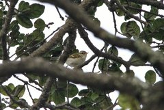 Phylloscopus emeiensis