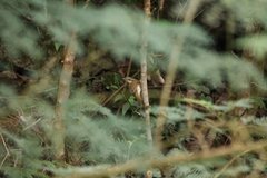 Phylloscopus tenellipes