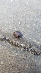 Discocephalinae