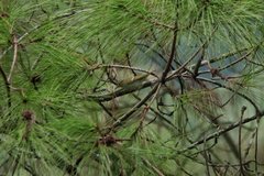 Phylloscopus plumbeitarsus