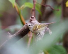 Phylloscopus pulcher