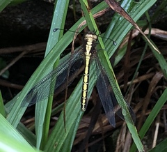 Ascalohybris subjacens