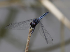 Indothemis