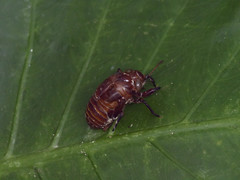 Cryptotympana atrata