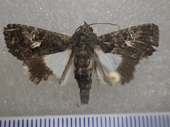 Aedia acronyctoides