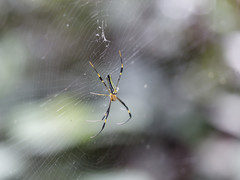 Nephila pilipes