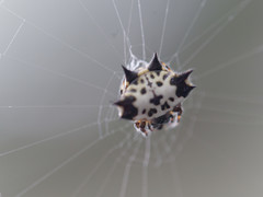 Gasteracantha kuhli