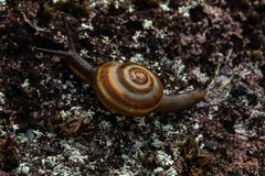 Urocyclidae