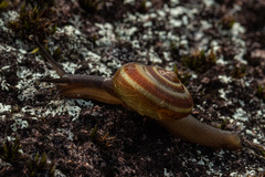 Urocyclidae