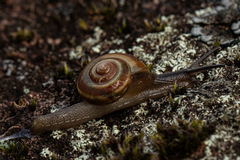 Urocyclidae