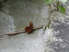 Abisara echerius