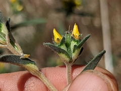 Mentzelia montana