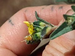 Mentzelia montana