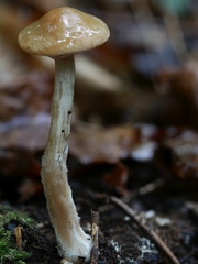 Agrocybe acericola