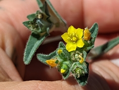 Mentzelia montana