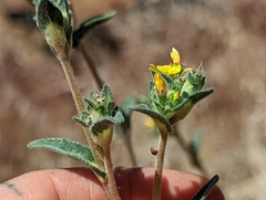 Mentzelia montana