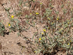 Mentzelia montana