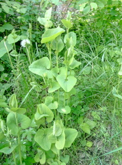 Aristolochia clematitis