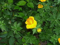 Ranunculoideae