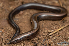 Scelotes mossambicus
