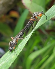 Bibio xanthopus
