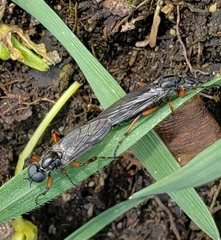 Bibio xanthopus