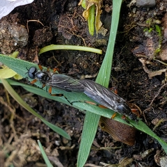 Bibio xanthopus