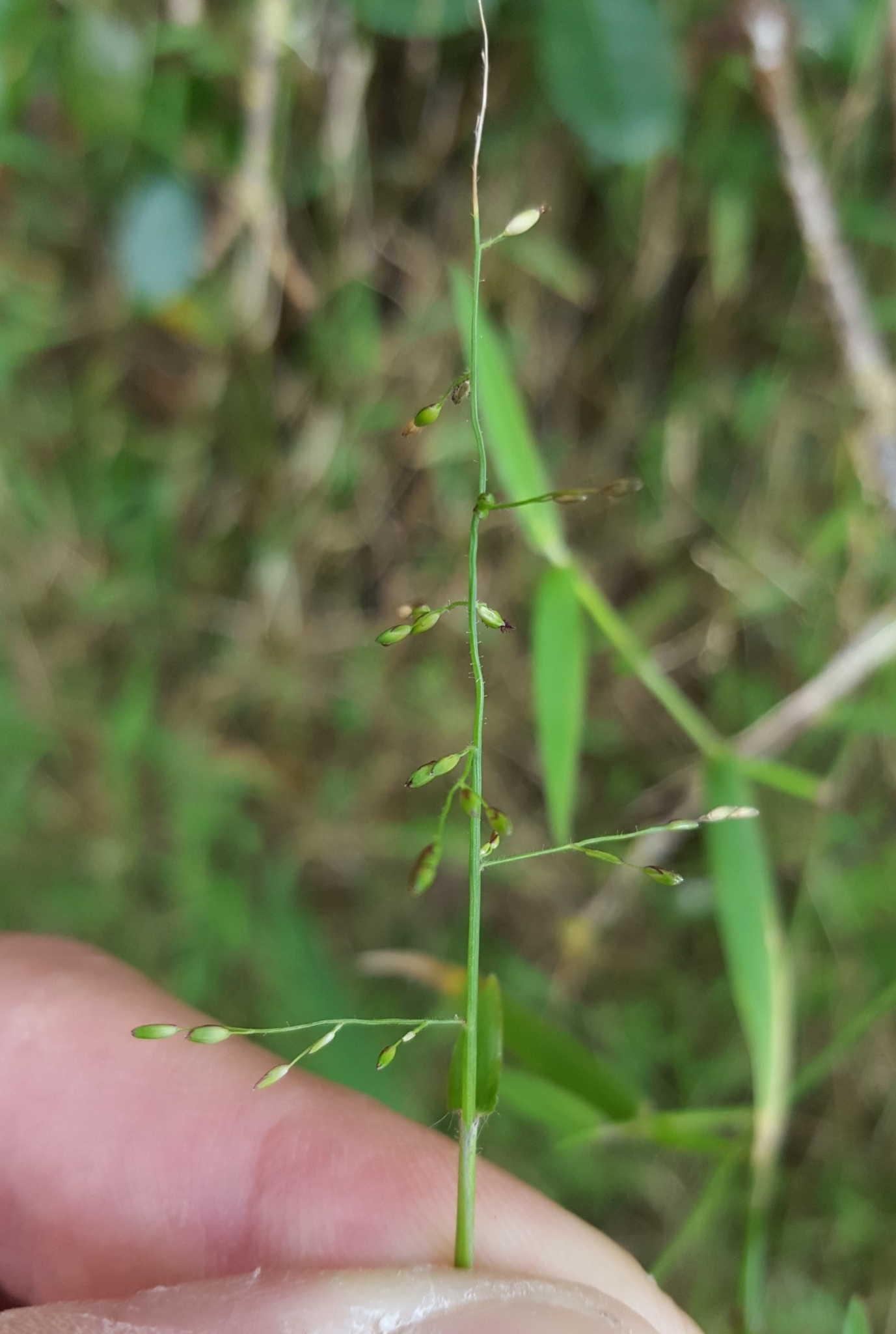 (c) François Rousseu, certains droits réservés (CC BY-NC) https://www.inaturalist.org/observations/119986387