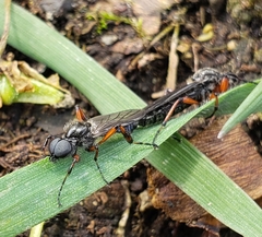 Bibio xanthopus