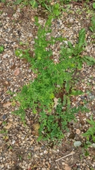 Euphorbia stricta