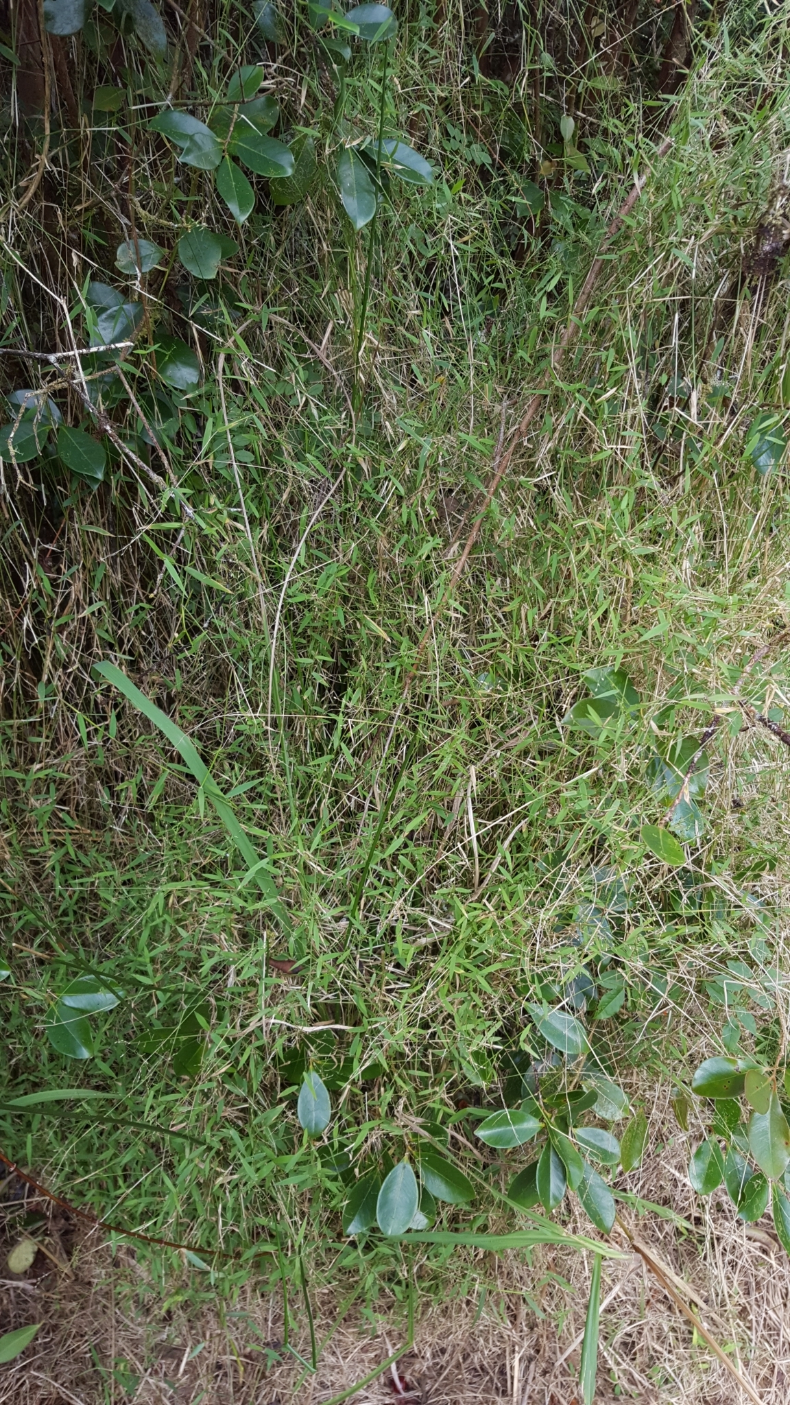 (c) François Rousseu, certains droits réservés (CC BY-NC) https://www.inaturalist.org/observations/119986387