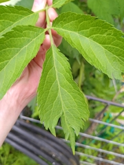 Sambucus nigra