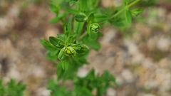 Euphorbia stricta
