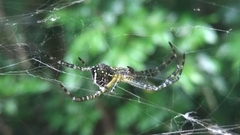 Arachnida