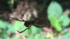 Arachnida