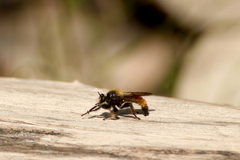 Laphria flava