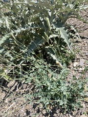 Silene chlorifolia