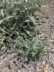 Silene chlorifolia