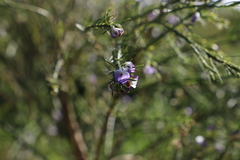 Psoralea filifolia