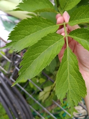 Sambucus nigra