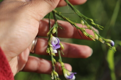 Psoralea filifolia