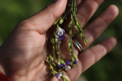 Psoralea filifolia