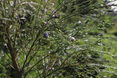 Psoralea filifolia