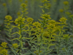 Euphorbia seguieriana