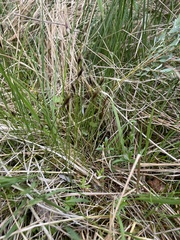 Schoenus ferrugineus