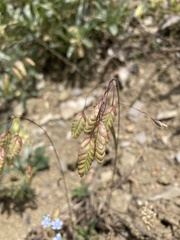 Bromus briziformis