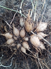 Asparagus declinatus