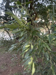 Euclea natalensis angustifolia