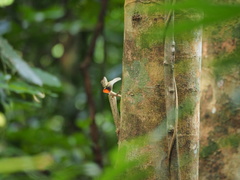 Draco blanfordii